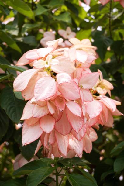 pink dona queen sirikit flower pink dona queen sirikit flower in nature garden pink mussaenda flower stock pictures, royalty-free photos & images