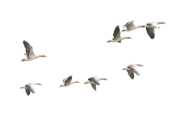 istock Wild Goose, Greylag Goose. The geese are migrating. Flying geese. 899598064