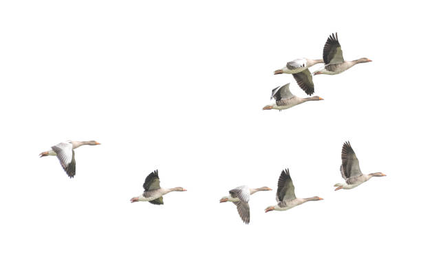 istock Wild Goose, Greylag Goose. The geese are migrating. Flying geese. 899598070