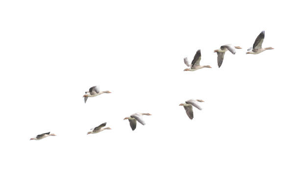 istock Wild Goose, Greylag Goose. The geese are migrating. Flying geese. 899598084