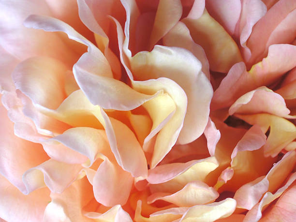 rose petal details stock photo