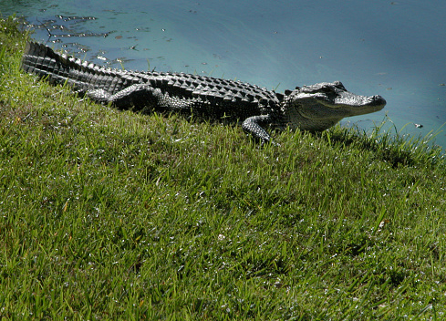 Half underwater Yacare Caiman (Caiman yacare) - Pantanal Alligator