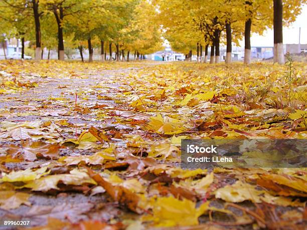 Folhas De 10 - Fotografias de stock e mais imagens de Amarelo - Amarelo, Antigo, Ao Ar Livre