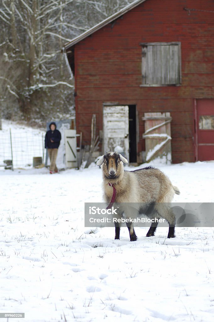 Beulah Западная Вирджиния коза - Стоковые фото Амбар роялти-фри