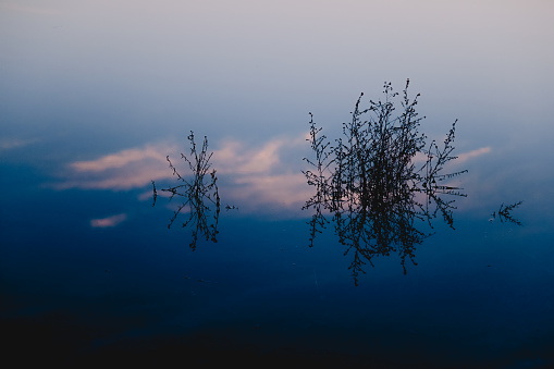 Weed in the water with reflection of clouds.