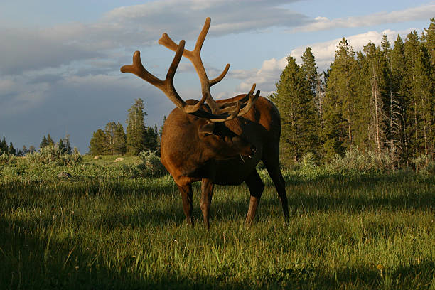 Elk - fotografia de stock