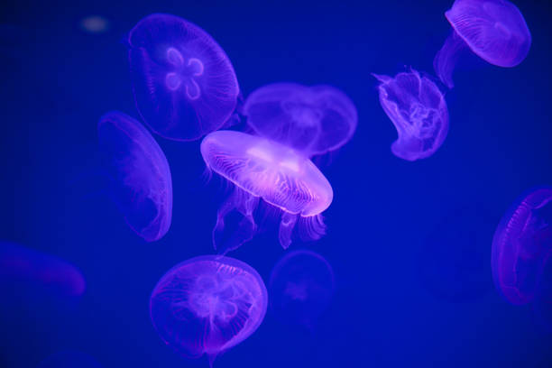 istock Jellyfishes is swimming in a water 899605130