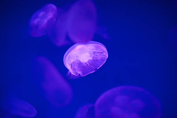 istock Jellyfishes is swimming in a water 899605152