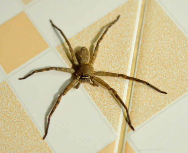 istock Close up on an asian wolf spider isolated on home 899605864