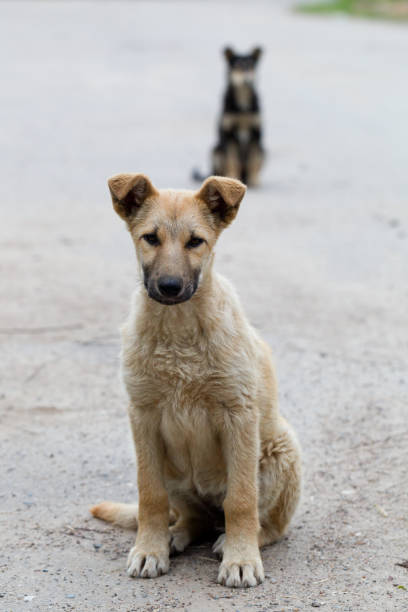 istock Small puppies of stray dogs 899606148