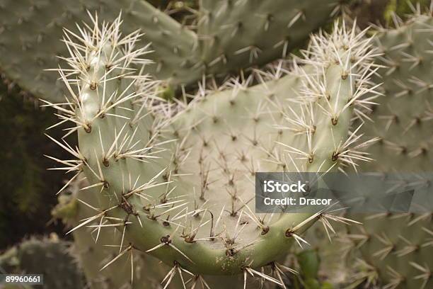 Cactus - Fotografie stock e altre immagini di Appuntito - Appuntito, Arto di animale - Arto, Arto umano