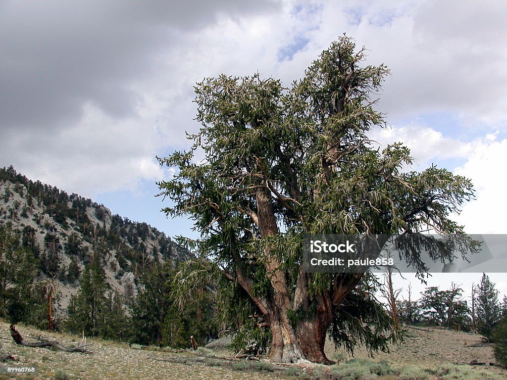 Bristle Cone Pine Tree  Ancient Stock Photo