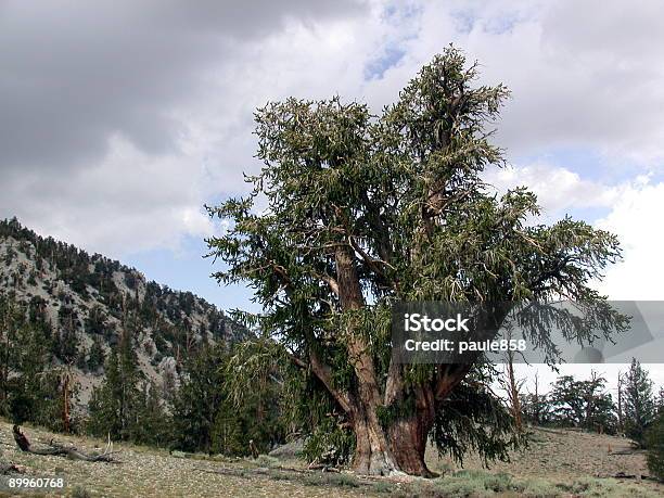 Bristle Cone Pine Tree Stock Photo - Download Image Now - Ancient, Awe, Bristlecone Pine