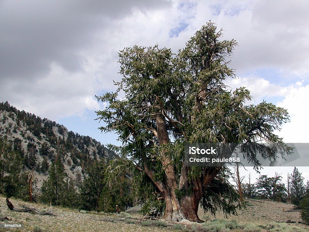 Cerda Cone de pinheiros - Foto de stock de Alto - Descrição Geral royalty-free