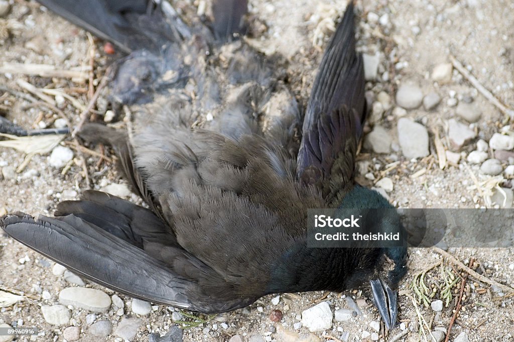 古いの鳥 - カラー画像のロイヤリティフリーストックフォト