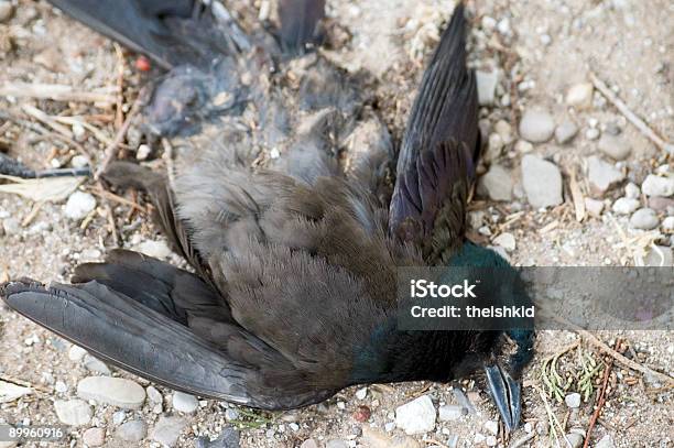 古いの鳥 - カラー画像のストックフォトや画像を多数ご用意 - カラー画像, 人物なし, 写真