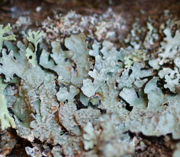 istock Moss grows heavily on the bark of this tree and creates an appealing texture. 899611884