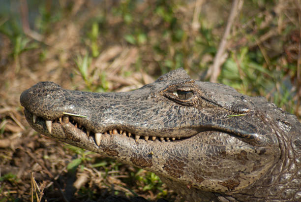 istock Yacare caiman in Esteros del Ibera, Argentina 899614410
