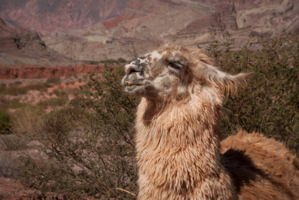 istock Lama in the Quebrada de Humahuaca 899614742