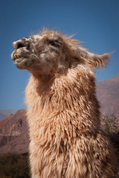 istock Lama in the Quebrada de Humahuaca 899614758