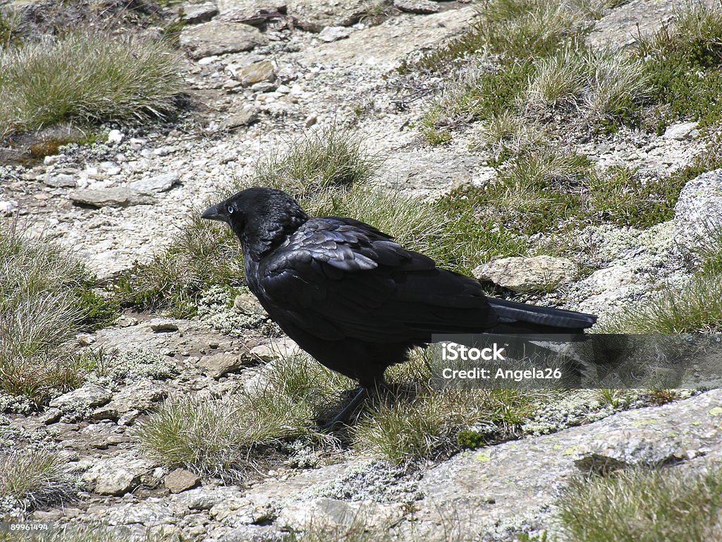 Австралийский Crow - Стоковые фото Австралия - Австралазия роялти-фри