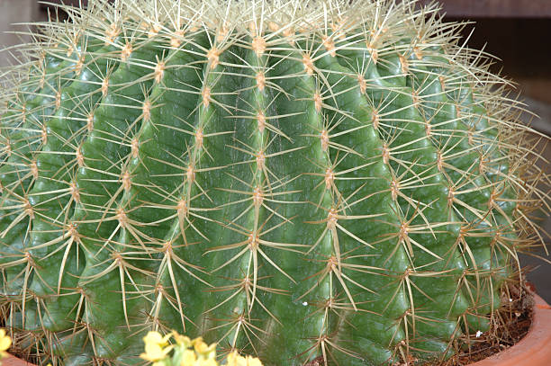 Cactus grande - foto stock