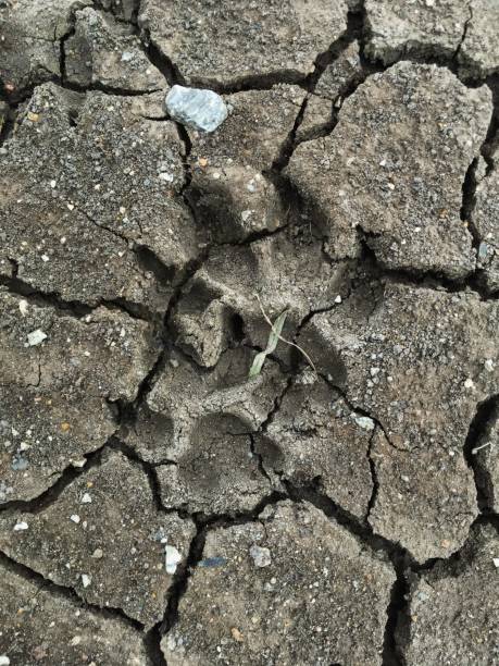 istock dog footprint on the ground 899615646