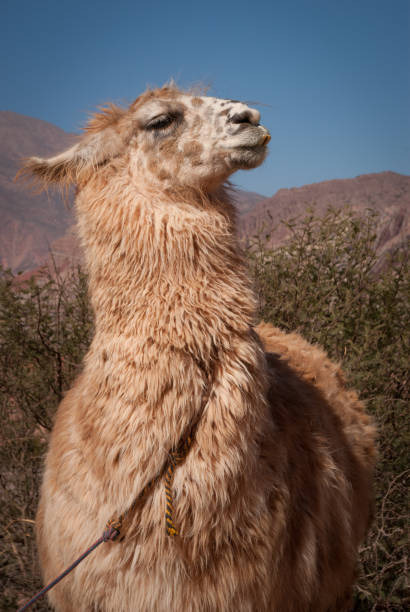 istock Lama in the Quebrada de Humahuaca 899615758