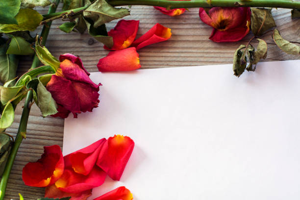 istock White sheet of paper with withered red roses and petals 899618132