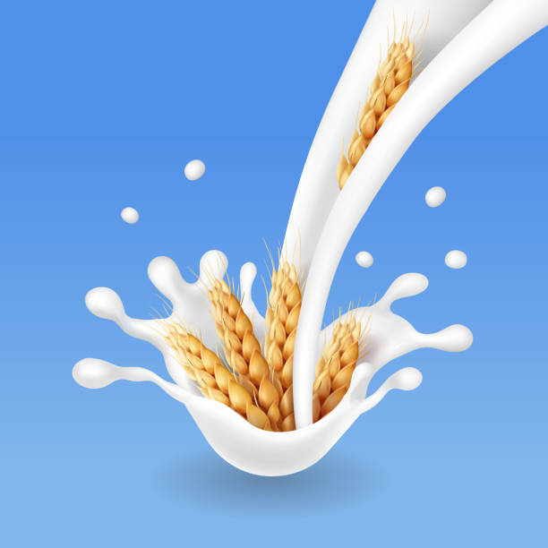 ilustrações de stock, clip art, desenhos animados e ícones de wheat ears and milk flow. barley cereals realistic vector - dairy farm liquid food and drink splashing