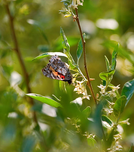 Chupar néctar da Flor de borboleta - fotografia de stock