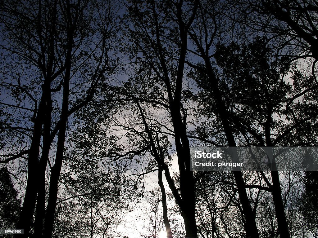 Deep Dark Trees  Branch - Plant Part Stock Photo
