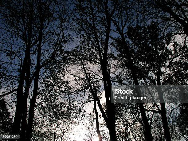 Deep Dark Trees Stock Photo - Download Image Now - Branch - Plant Part, Color Image, Dark