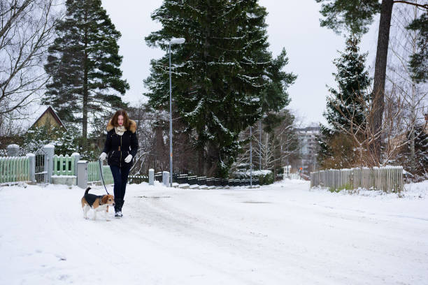 istock Woman walking her beagle dog in snow 899620556