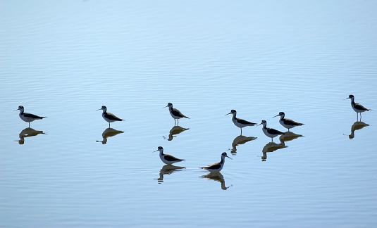 A group of wading birds standing in a smooth pond.