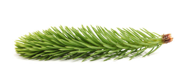 istock No shadow of pine tree Quarantine   isolated   on  white background 899620872