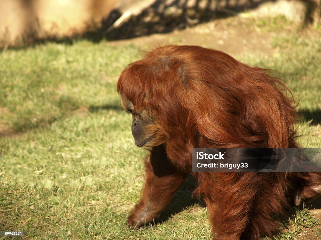 orangutan - Zbiór zdjęć royalty-free (Bez ludzi)