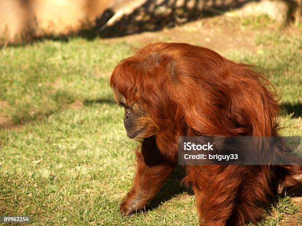 Orangutan - zdjęcia stockowe i więcej obrazów Bez ludzi - Bez ludzi, Czerwony, Fotografika