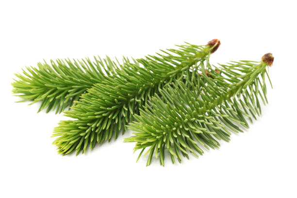 istock No shadow of pine tree Quarantine   isolated   on  white background 899622896