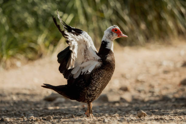 istock Muscovy duck - one from a series 899623562
