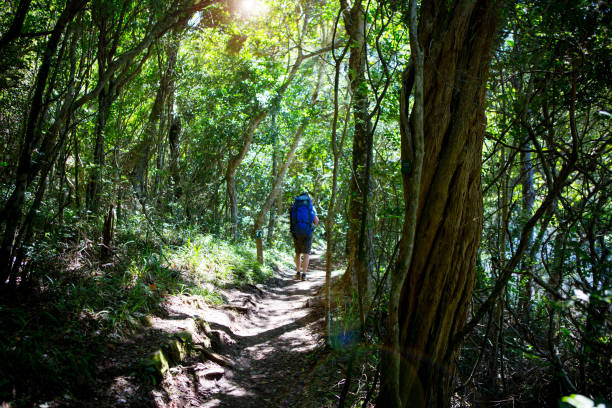 istock Lonely hiker hikes through the woods 899623602