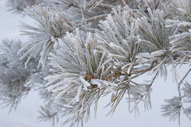 istock Frozen branch of pine 89962573