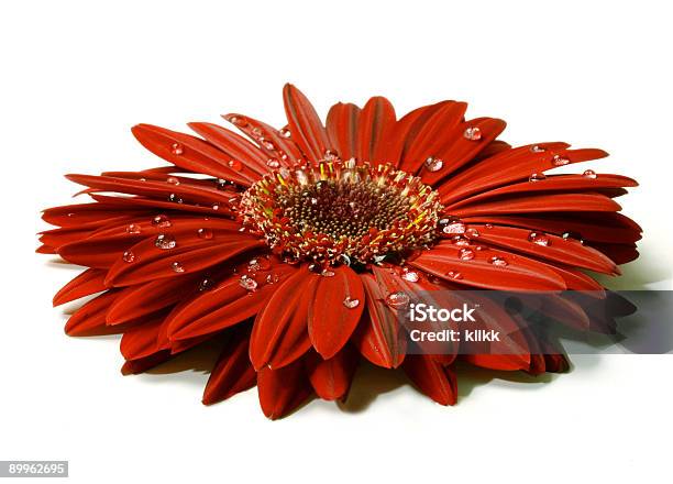 Gerbera Vermelho Bonito Com Pingos De Chuva - Fotografias de stock e mais imagens de Botânica - Ciência de plantas - Botânica - Ciência de plantas, Canteiro de flores, Chuva