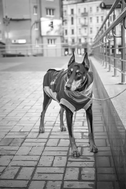 istock Doberman Pinscher waits for his owner. 899628680