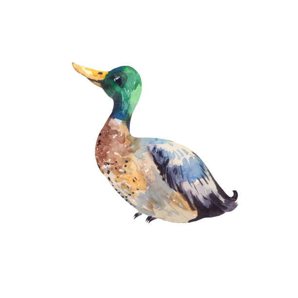 ilustrações de stock, clip art, desenhos animados e ícones de watercolor drake, male duck. illustration of  bird - marreco