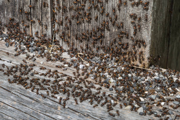 istock Teamwork: Black and Red Ants on Wooden Surface with Stones 899629464