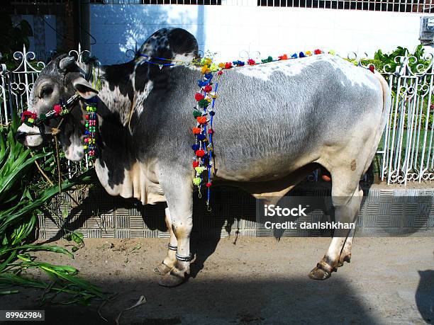 Urban Cows Stock Photo - Download Image Now - Butcher, Cow, Domestic Cattle  - iStock