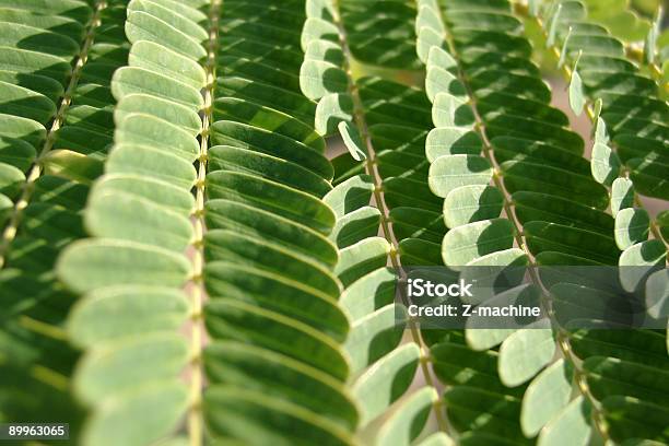 Blätter Stockfoto und mehr Bilder von Akazie - Akazie, Architektonische Säule, Blatt - Pflanzenbestandteile