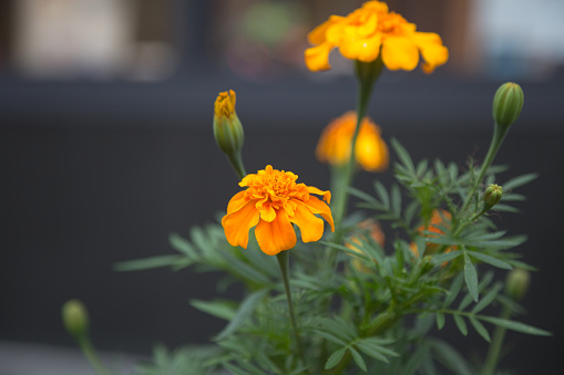 Marigold Flower in a Garden, Flowering Plants.