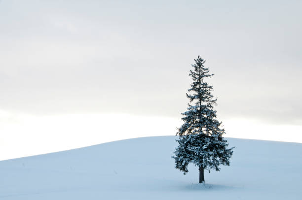 istock Pine tree standing on the snowy field Biei 899632092